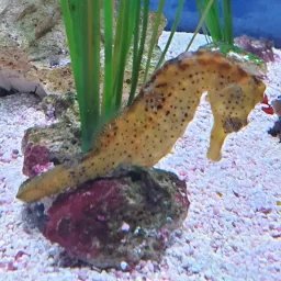 Hippocampe jaune