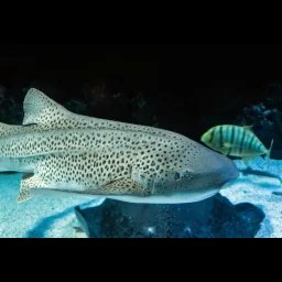 Requin-léopard