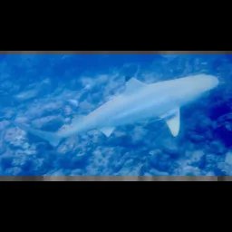 Requin pointe noire