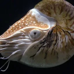 Nautile