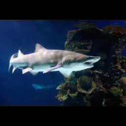 Requin-taureau