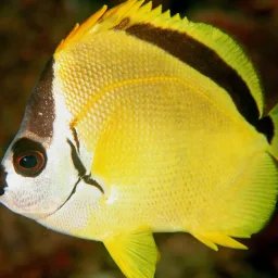 Barberfish