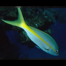 Vivaneau à queue jaune