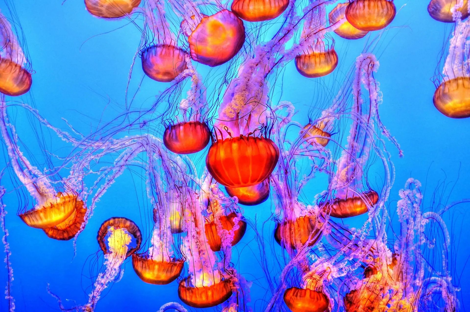 Francis Taylor, Jellyfish