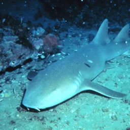 Requin-nourrice
