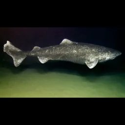 Requin du Groenland au Groenland