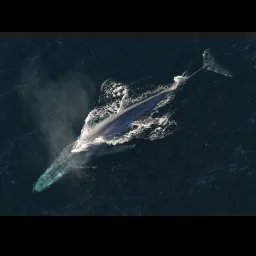 Baleine bleue