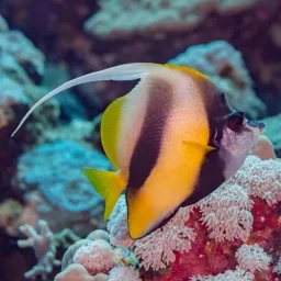Poisson-cocher de mer Rouge