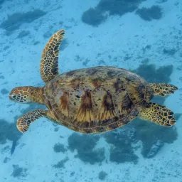Tortue verte