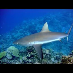 Requin gris de récif