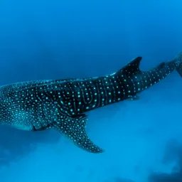 Requin-baleine au Belize