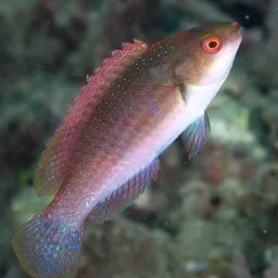 Poisson Napoléon nain