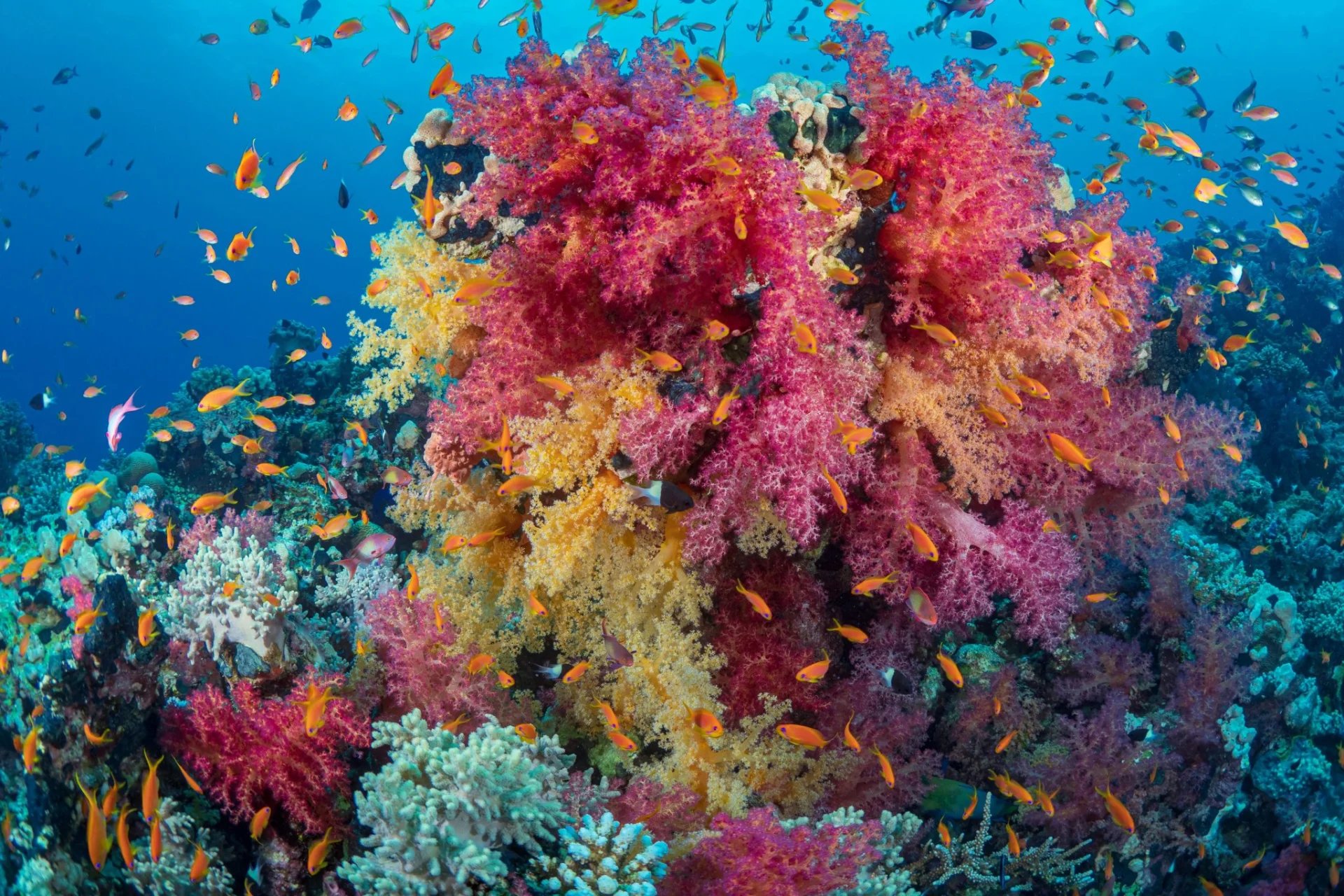 Pascal van de Vendel, Marsa Alam, Egypt