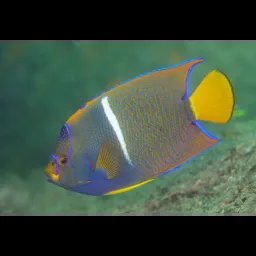 Poisson-ange roi