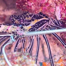 Langouste peinte