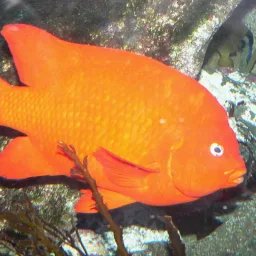 Garibaldi