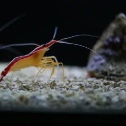 Crevette nettoyeuse