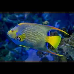 Poisson-ange royal