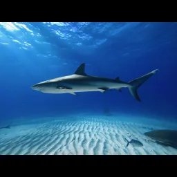Requin de récif des Caraïbes