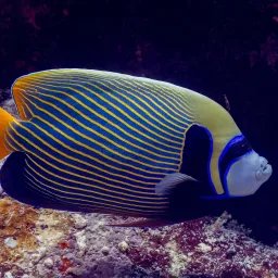 Poisson-ange empereur