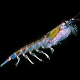 Krill antarctique