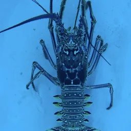 Langouste des Caraïbes